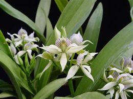 Encfragrans1m.jpg