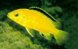 Labidochromis-caeruleus.jpg