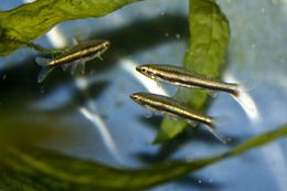 Hyphessobrycon minimus.jpg