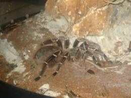 Tarantula chilena rosada.jpg