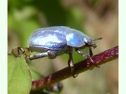 Hoplia coerulea.jpg