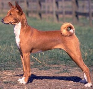 Basenji.JPG