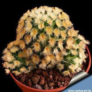 Mammillaria carmeneae.jpg