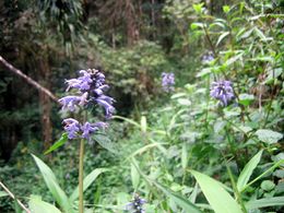 Ajuga decaryana.jpg