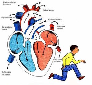 Ciclo ncardiaco.jpg