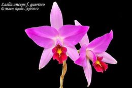 Laelia anceps.jpg