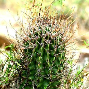 Echinopsis leucantha.jpg