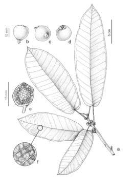 Ficus castellviana.png