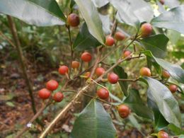 Ficus politoria.jpg