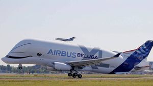 Beluga2.jpg