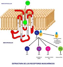 Receptores muscarinicos.jpg