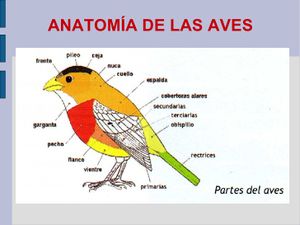 Aves11.jpg