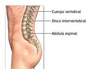 Disco intervertebral.jpg