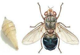 Oestridae .jpg