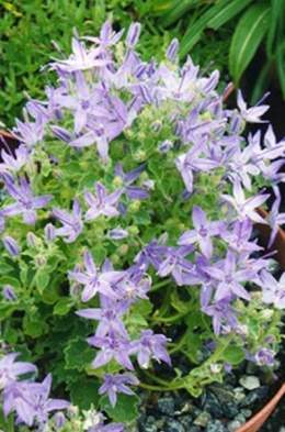 Campanula fenestrellata.jpg