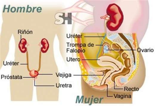 Sepsis Urinaria Ecured