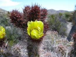 Cylindropuntia echinocarpa.jpg