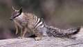 Numbat1.jpg