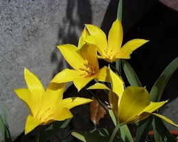 Tulipa altaica.JPG