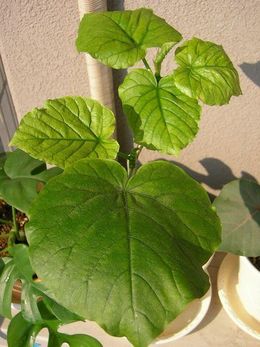 Ficus umbellata.jpg