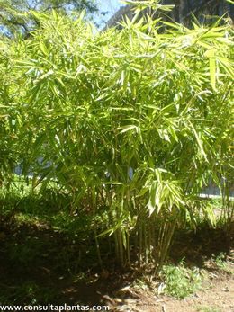 Phoca thumb l phyllostachys aurea 2.JPG