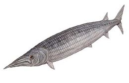 Aspidorhynchus.jpg