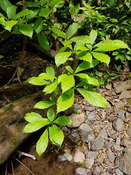 Aegiphila costaricensis.jpg