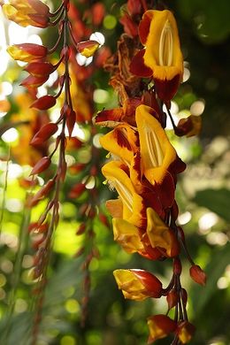 Thunbergia mysorensis.jpg