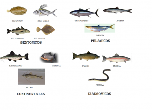 Clasi.pesces.png