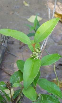 Buxus brevipes.jpg