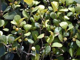 Ficus deltoidea.jpg