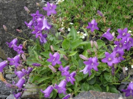 Campanula autraniana.JPG