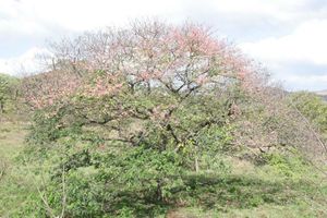 Cassia grandis.jpg