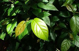 Ficus sagittata.jpg