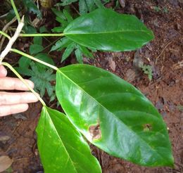 Ficus zarzalensis.jpg