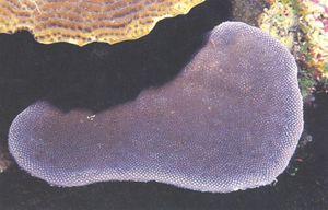 Porites colonensis.JPG