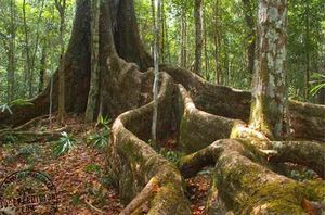 Caoba.raices.jpg