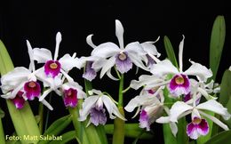 CATTLEYA pURPURATAjpg.jpg