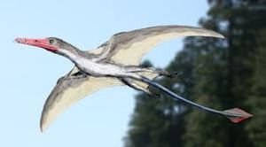 Angustinaripterus2.jpg