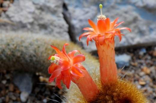 Cleistocactus icosagonus - EcuRed