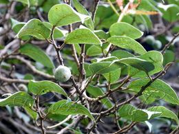 Ficus hederacea.jpg