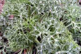 Eryngium bourgatii2.jpg