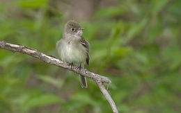 Empidonax virescens.jpg