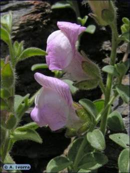 Antirrhinum-rupestre09.jpg