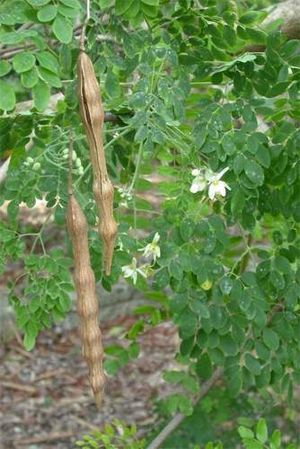 Moringa arborea.jpg