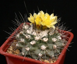 Copiapoa humilis01.JPG