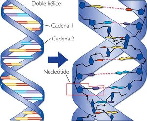 Foto de Ácido nucleico.JPG