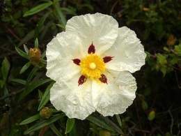 Cistus-ladanifer2.jpg