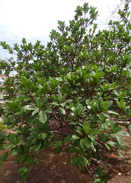 Ficus cyathistipula.JPG