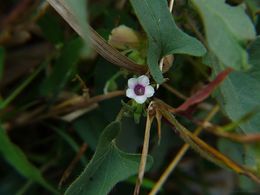 Ipomoea eriocarpa.jpg